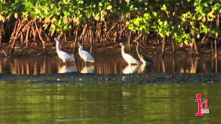 Caroni Swamp and Bird Sanctuary Trinidad and Tobago [upl. by Pachston]