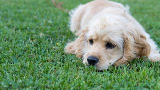 Caring for Your Cocker Spaniel The Essential Guide to Grooming [upl. by Nwahsear]