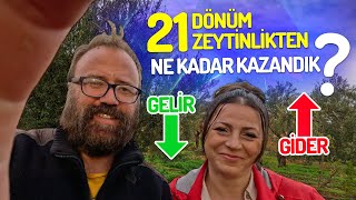 Zeytin Bahçesi Geliri Gerçek Bir Kazanç Analizi [upl. by Goldarina246]