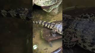 Gigantic Orinoco Crocodile at the Dallas World Aquarium [upl. by Hally505]