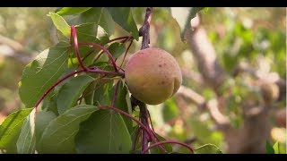 Cueillette au jardin  les récoltes de lété 12  Truffaut [upl. by Enelie]