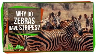 Why Do Zebras Have Stripes [upl. by Atazroglam]