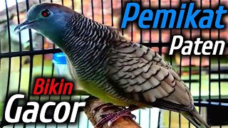 Perkutut lokal gacor suara besar  JUARA LOKAL [upl. by Ramedlaw]