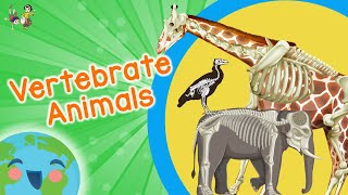 Vertebrate Animals for Kids Educational Video for Kids [upl. by Jonis]