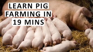 Everything About Pig Farming in 19 Minutes [upl. by Shirleen]