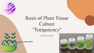 Totipotency of plant cell   1 Plant Tissue Culture [upl. by Nwadahs155]