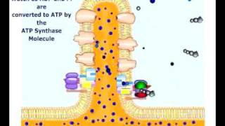 atpsynthesischemiosmotic Phosphorylation [upl. by Moira129]