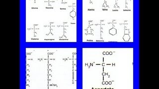 Clasificación de los aminoácidos [upl. by Yoj]