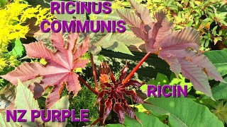 GROW RICIN FROM SEED NZ PURPLE RicinusCommunis Ricin RicinPlant RicinSeeds Tropical Ricinus [upl. by Atilegna]