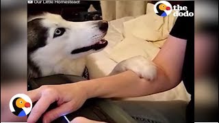 Dogs Demand Pets Compilation  The Dodo Daily [upl. by Ocsinarf]