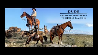 “Meet Dude” Dun American Saddlebred Gelding For Sale GaitedTrailPack [upl. by Larisa]