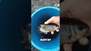 menjaring ikan biawan [upl. by Wivinah]