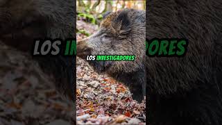 La Paradoja del Jabalí Salvaje Por Qué Siguen Radiactivos los Animales de Chernóbil Parte 1 [upl. by Drwde]