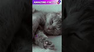 facts about cats shorts viralshorts viralshortsvideo facts amazingfacts [upl. by Agnes815]