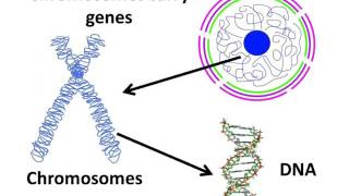 Biology  Cell nucleus chromosome and gene  English [upl. by Airalednac516]