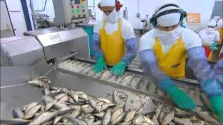 How Its Made  Canned Sardines [upl. by Rory]