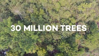 Ecosia users have just planted 30 MILLION trees [upl. by Aitel]