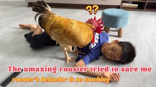 Roosters are so sentimental How did the rooster react when I fainted Funny and cute animal videos [upl. by Odlaniger]