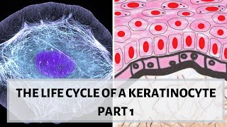 LIFE CYCLE OF A KERATINOCYTE PART 1 II Desmosomes hemidesmosomes cytokeratins [upl. by Linda]