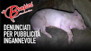 Crudeltà nel maxiallevamento tra le sedi di Bompieri  la denuncia di Animal Equality continua [upl. by Tterrab]