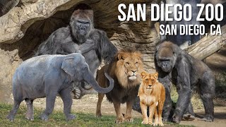 San Diego Zoo  Walking Tour  4K UHD [upl. by Aelanna]