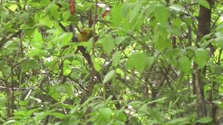 Prothonotary Warbler [upl. by Mroz]