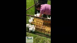 Moving broilers to the pasture [upl. by Ashatan984]