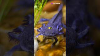 Amazing Axolotl Facts You Didnt Know facts  axolotl fish [upl. by Hcurob]