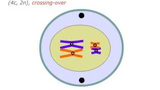 Mejoza meiosis [upl. by Rezal810]