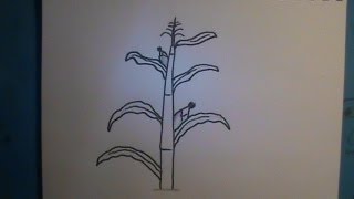 How to Draw a Cornstalk [upl. by Ynohtnael550]