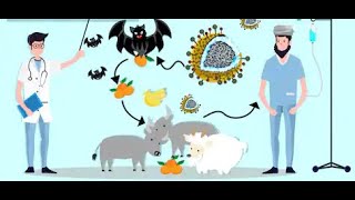 What are zoonosis  World Health Organization [upl. by Caralie]