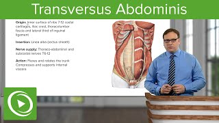 Transversus Abdominis – Anatomy  Lecturio [upl. by Assele685]