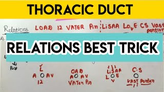 thoracic duct relations trick in 5 mins  simplest way to learn [upl. by Bindman]