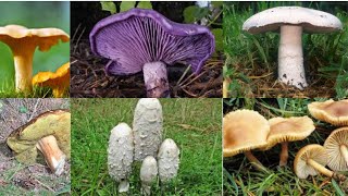 9 champignons comestibles à cueillir sans crainte [upl. by Yirinec]