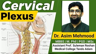 Cervical Plexus  Hindi  Urdu [upl. by Ybrik]