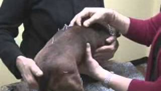 Paralyzed Dachshund Cure [upl. by Olen]