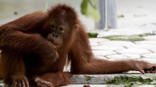 This Young Orangutan is Famous for Cutting Class [upl. by Doro]