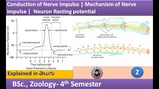 Conduction of Nerve Impulse  Mechanism of Nerve impulse  Neuron Action potential  HSR Bioinfo [upl. by Ulah]