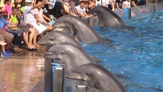 Dolphin Days Full Show at SeaWorld San Diego on 83015 [upl. by Eyot]