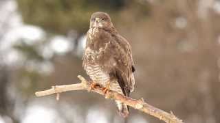 Myšiak lesný Buteo Buteo [upl. by Serrano]