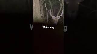 Super rare white stag in the English countryside [upl. by Hazelton494]