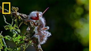 Zombie Parasite Cordyceps Fungus Takes Over Insects Through Mind Control  National Geographic [upl. by Syah779]