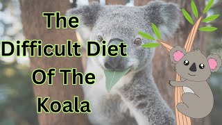 The Difficult Diet Of The Koala [upl. by Jola]