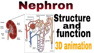 Nephron structure and function with 3d animation [upl. by Miksen534]