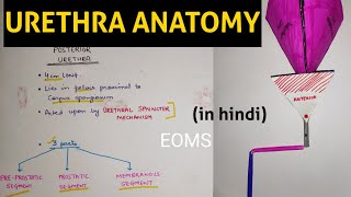 Urethra  1  Male Urethra [upl. by Asnarepse]