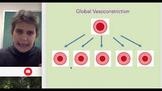 Vasoconstriction and Vasodilation [upl. by Dworman]