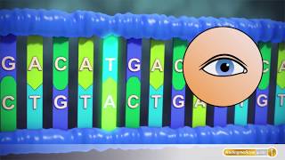 Krebs Mutationen in der DNA führen zu Krebszellenwachstum [upl. by Nanni73]