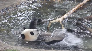 10272023 Xiao Qi Ji swims backstroke again playsrolls with ball cylinder toy and even bamboo [upl. by Anibor]