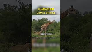 Giraffe vs Lion長頸鹿大戰獅群 lion 野生動物 nature [upl. by Sucramat]