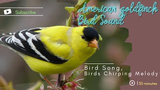 American goldfinch Bird Sound Bird Song Bird Call Bird Calling Chirps Birds Chirping Melody [upl. by Esikram462]